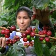 ضحايا القهوة.. قصة ثورة من أجل فنجانك @Almozaini