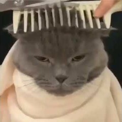 YUNG CUCK - Da cat singin on da beat?? He do be soundin kinna good doe [Slick Nick Productions]