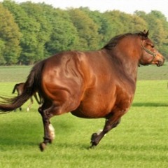 old town road