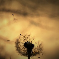 ünzile - sezen aksu