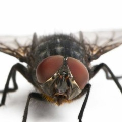 House Fly Type Beat