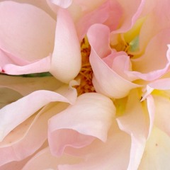 Parsha VaYeitzei:  - Yaakov's Soul Struggle