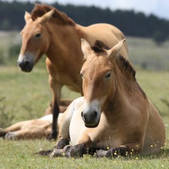 The French touch on conservation of endangered Przewalski horses