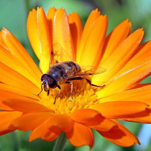 Marigold