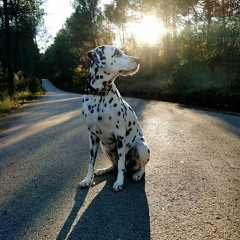 RAAACHI - mysunsetMOOD EP.2 (new deep chills)