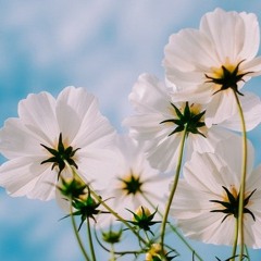 Spring(prod. by MelloJr)