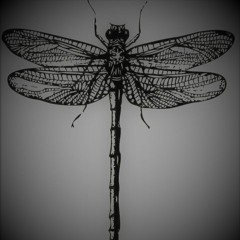 Libellule