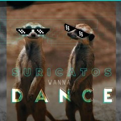 Suricatos Wanna Dance