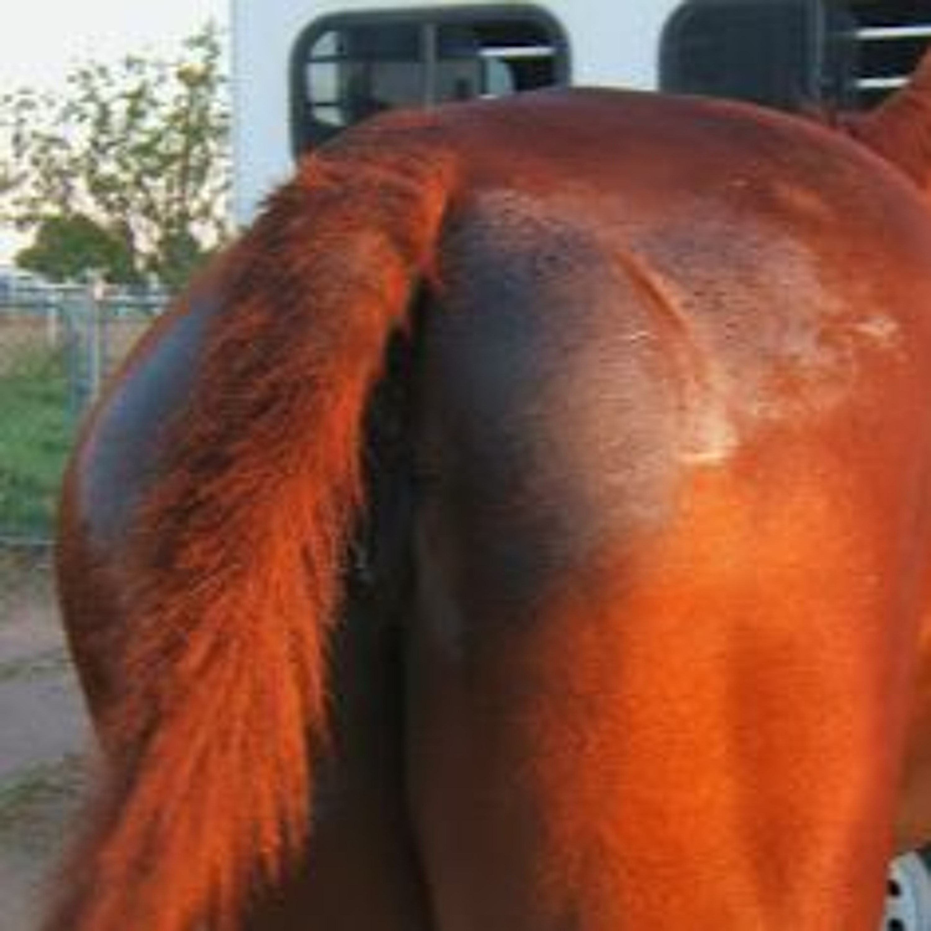 Behind The Stable vol. I: Scorsese episode artwork
