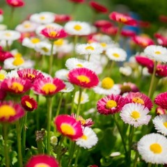 L'essentiel C'est De S'amuser