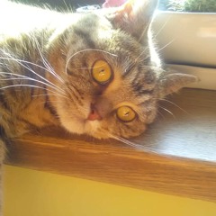 Клава кока-old town road (русская версия)