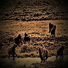 FENDERR. X PYTHON - APENJAGER VIP