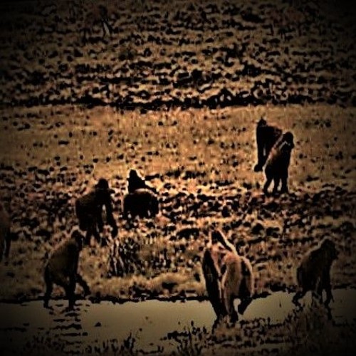 FENDERR. X PYTHON - APENJAGER VIP