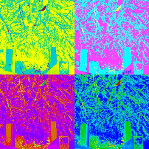 Black Walrus (over the edge mix)