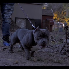 Smokie G x Perv Coleone DOE