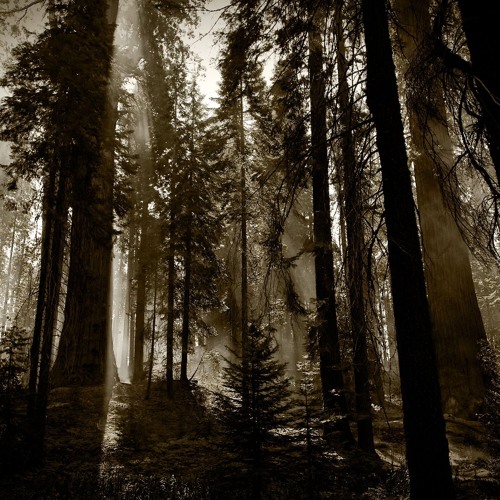 NoNameRequired - Gigant's Forrest [130][TecHDawG Rmx]