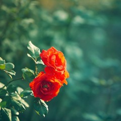 BANKS - Gemini Feed (REMIX)