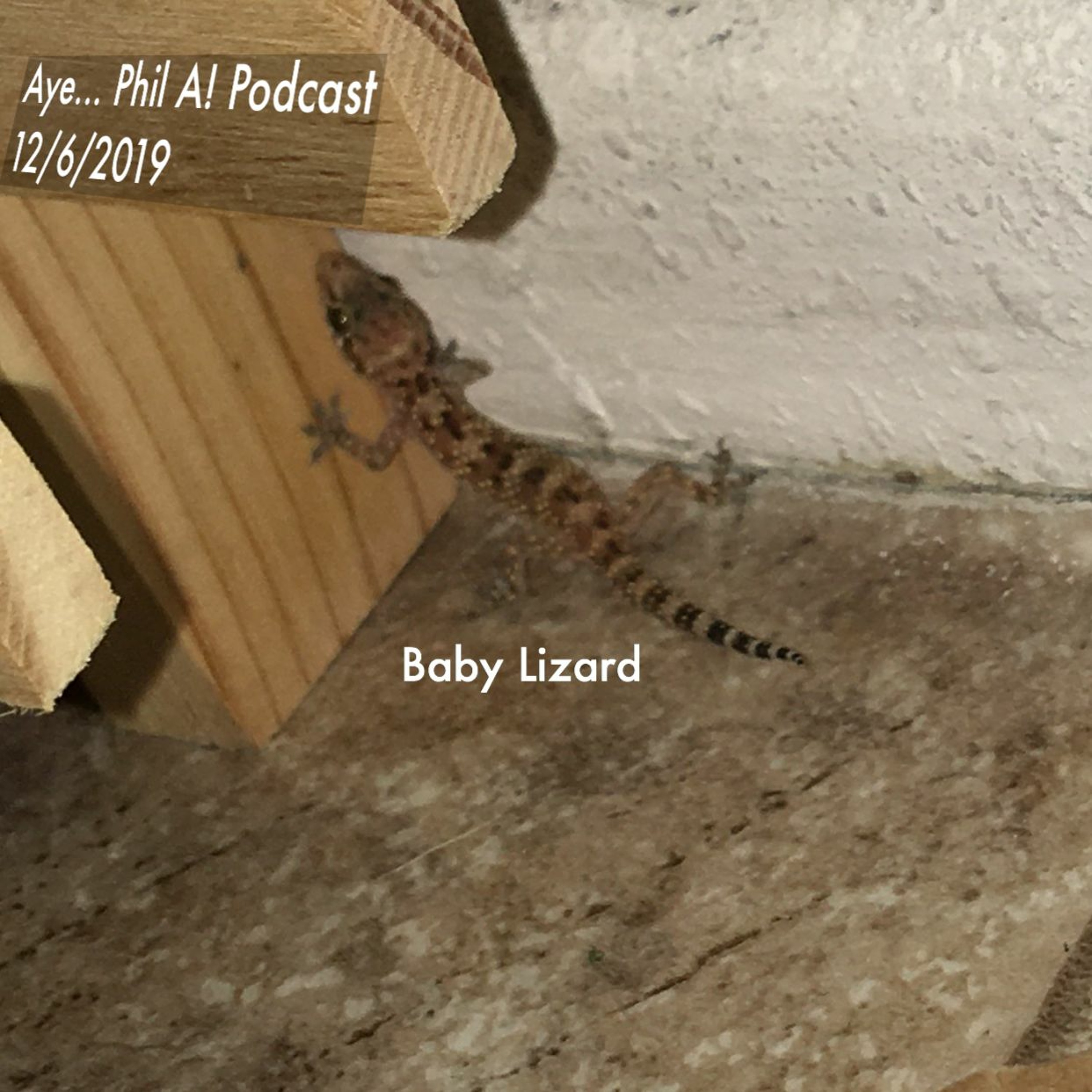 BABY LIZARD 12/6/2019 thumbnail