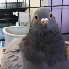 (ADDED DL LINK IN DESCRIPTION) I made an utau, but it's recorded by my pet pidgeon (Po Po-loid)