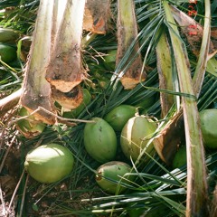 Vibes 034: Nov ‘19