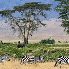 Serengeti Strolls