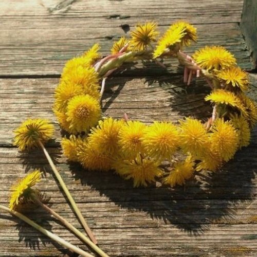 dandelions