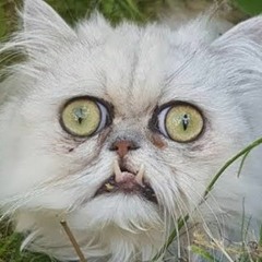 Adopted - Catinmylap feat. UncleRick x GBK x Prim Reaper (prod.GrossGod)