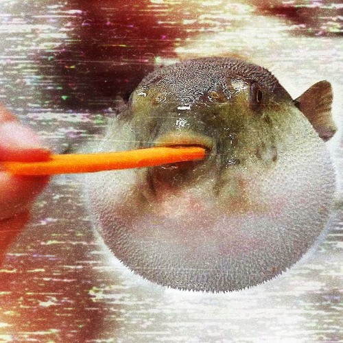 puffer fish eating carrot lo fi remix by Trsh