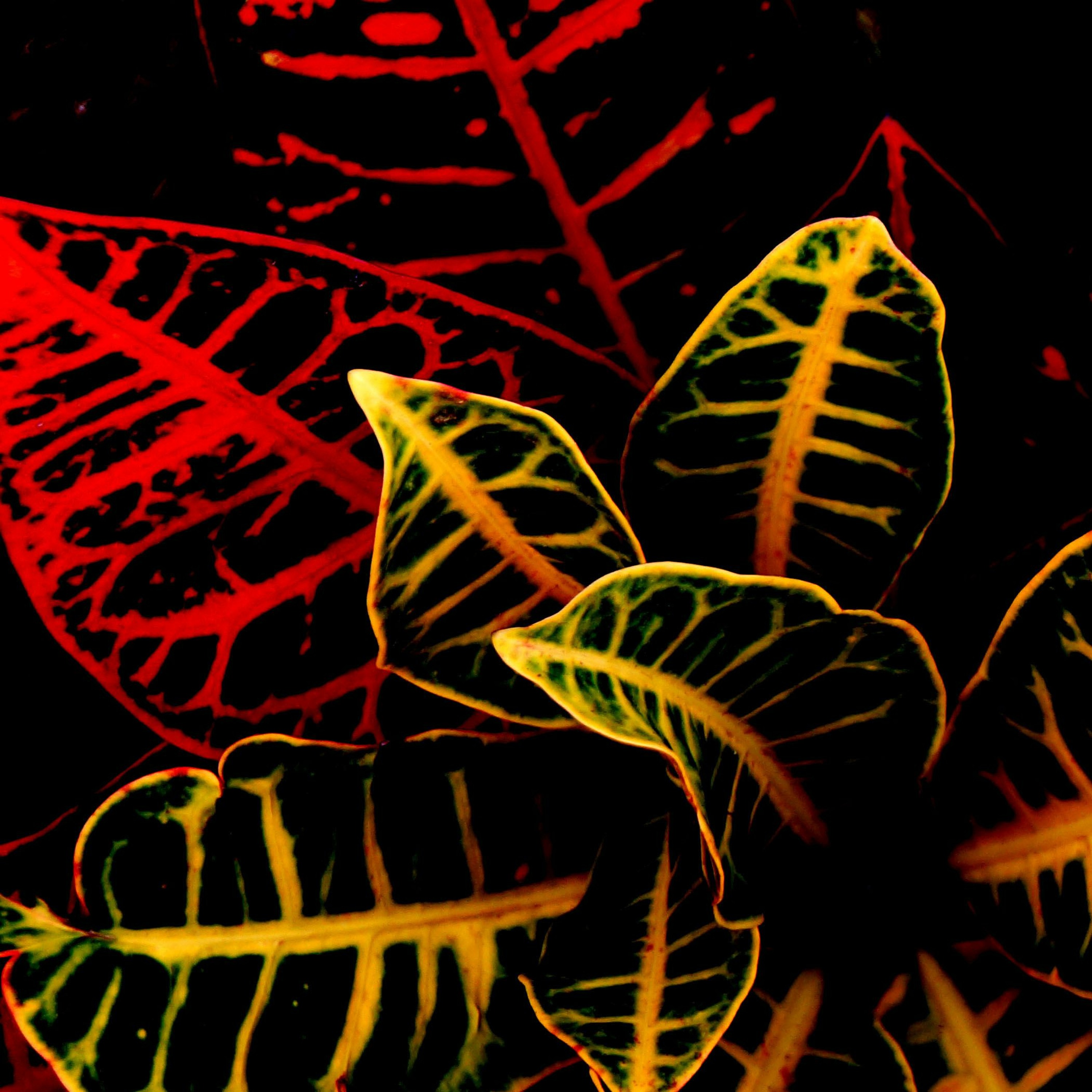 Fir Cone Childen - No Darkness With You (feat. Krissy Vanderwoude) episode artwork
