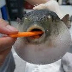 Pufferfish Eats Carrot And Sings Megalovania Meme
