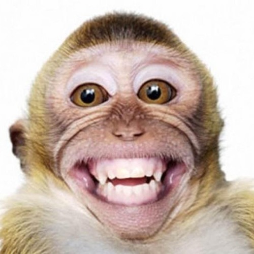 DJ DANCE MONKEY FULL BASS 2K20 [ JUNGLE DUTCH ]{ BY MHD EGI }REQ ANDREWUGAP#