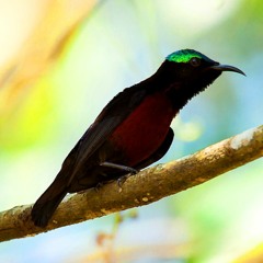 Suara Burung Kolibri Ninja | SUARA MASTER