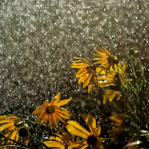 Rain