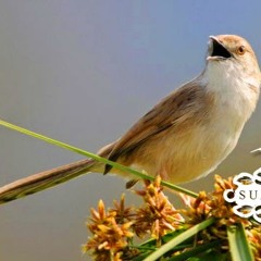 Suara Burung Ciblek Gunung | SUARA MASTER