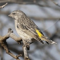 Suara Burung Blackthroat | SUARA MASTER