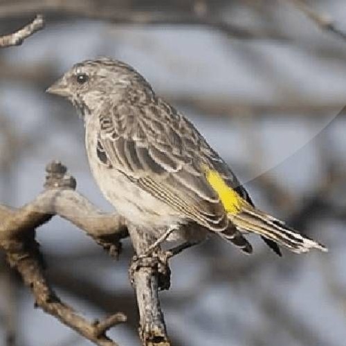 Suara Burung Blackthroat Suara Master By Suara Master On