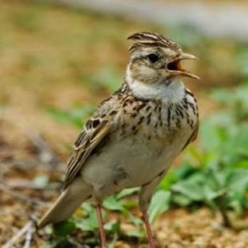 Suara Burung Branjangan Suara Master By Suara Master On