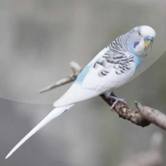 Suara Burung Parkit | SUARA MASTER