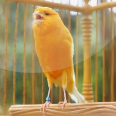 Suara Burung Kenari | SUARA MASTER