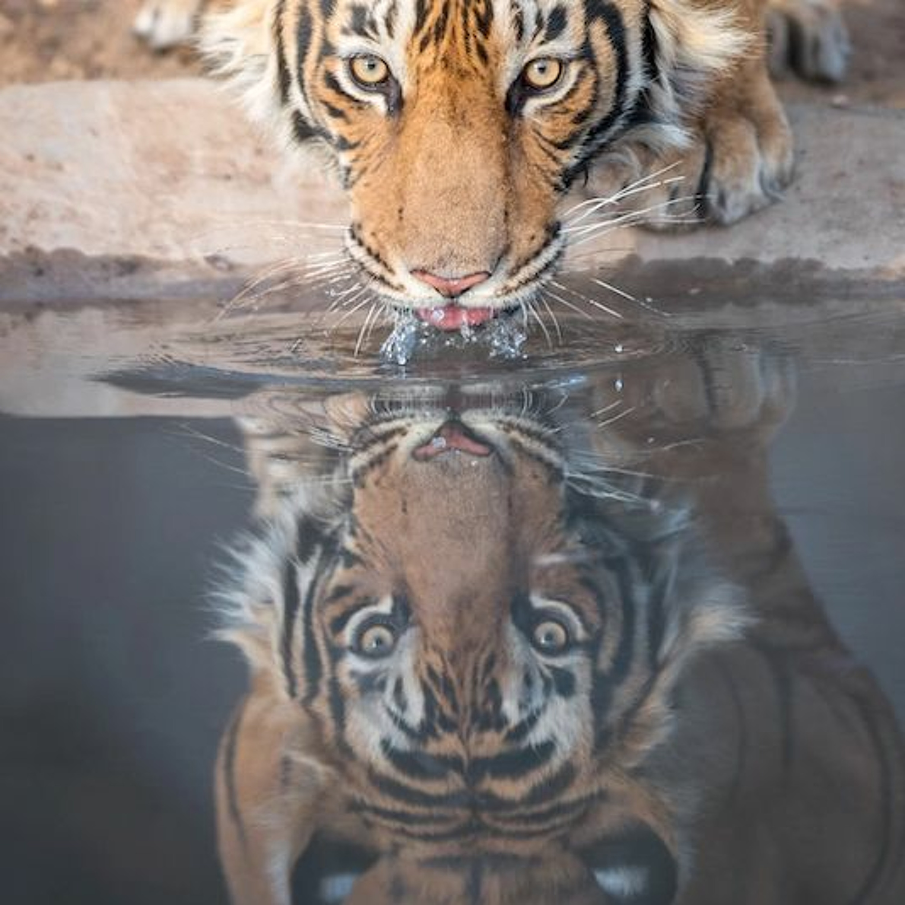 cover of episode Tiger Or Pussycat?