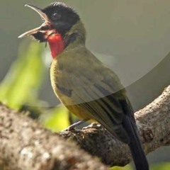 Suara Burung Samyong | SUARA MASTER