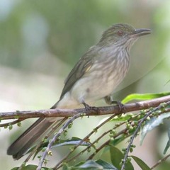 Suara Burung Siri - Siri | SUARA MASTER