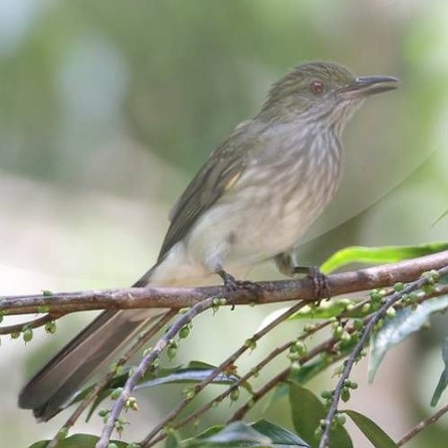 Suara Burung Siri - Siri | SUARA MASTER