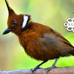 Suara Burung Cililin | SUARA MASTER