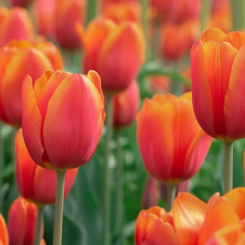 Los Chistes De Tulipanes
