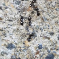 Little - Black - House - Sugar - Ants - Exterminators