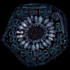 Sorted Series - Auralogic