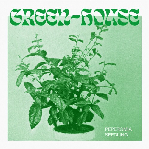 Green-House - Peperomia Seedling