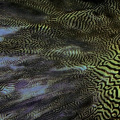 Vesper Mesh
