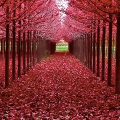 Adult Swim Bump - State Of Mind